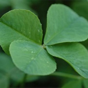 Finding a Four-Leaf Clover: 1 in Every 10,000 Clovers