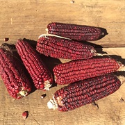 Red Corn