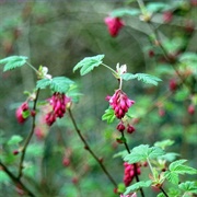 Flowering Currant (Ribes Sanguineum)