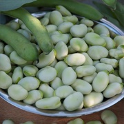 Fava Bean Protein