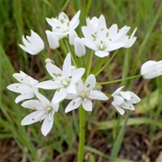 Neapolitan Garlic (Allium Neapolitanum)