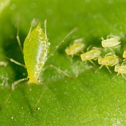 Green Aphids
