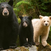 Great Bear Rainforest, British Columbia