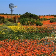 Northern Cape, South Africa
