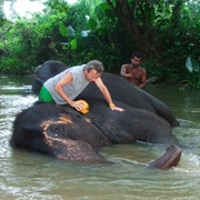 Bath an Elephant, Millennium Elephant Foundation, Sri Lanka