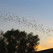Bats of Yolo Causeway