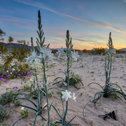 Desert Lily Sanctuary
