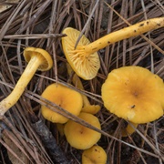 Cantharellus Tabernensis