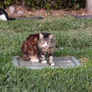 Feral Cat Colonies of Hollywood Forever Cemetery