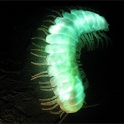 Glowing Millipedes of Sequoia National Park