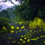 Fireflies in Parga