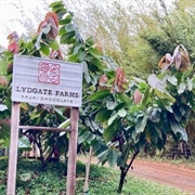 Lydgate Farms Kaua&#39;i Chocolate Tour