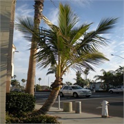 California&#39;s Coconut Palm (Permanently Closed)
