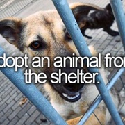 Adopt a Pet From the Shelter