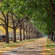 Midway Plaisance, Chicago