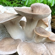 Tarragon Oyster Mushroom (Pleurotus Euosmus)