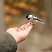Hand Feed Birds
