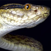 Habu Snake