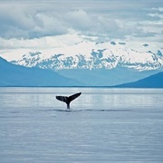 Juneau, Alaska Wildlife Whale Watching