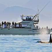 Whale Watching, Vancouver Island