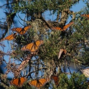Monarch Grove Sanctuary