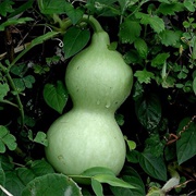 Calabash/ Bottle Gourd/ White-Flowered Gourd (Lagenaria Siceraria)