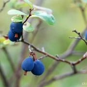 Odon Berries