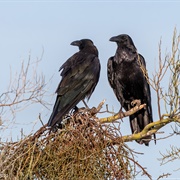 An Aerie of Ravens