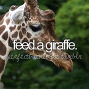 Feed a Giraffe