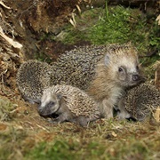 An Array of Hedgehogs