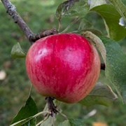 Akane Apples