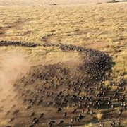 Watch Great Animal Migration in Africa