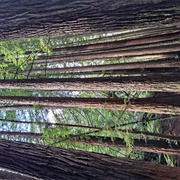 California Redwoods, Beech Forest