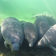 An Aggregation of Manatees