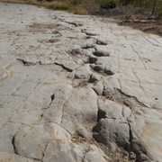 Picketwire Canyon Trackway