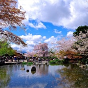 Pond in Maruyama Park, Kyoto