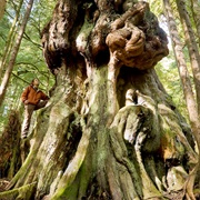 Avatar Grove, Vancouver Island