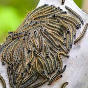 An Army of Caterpillars