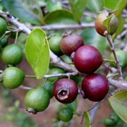Purple Guava (Psidium Rufum)