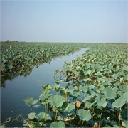 Caspian Wetlands