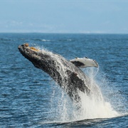 Go Whale Watching in Monterey (California)