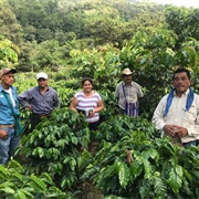 Coffee Plantation of Central America