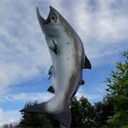 Rakaia Big Salmon