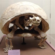 Galápagos Tortoise Skeleton