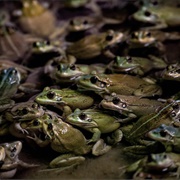 An Army of Frogs