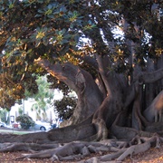 Balboa Park Moreton Bay Fig Tree