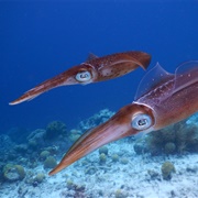An Audience of Squid