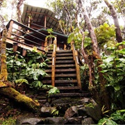 Treehouse at Kīlauea