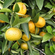 Cleopatra Mandarin (Citrus Reshni)