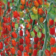 Vittorino Baby Plum Tomatoes